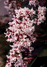 Bergenia 'Apple Blossom'