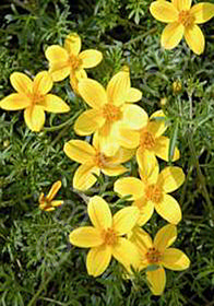 Bidens ferulifolia Namid Compact Yellow 