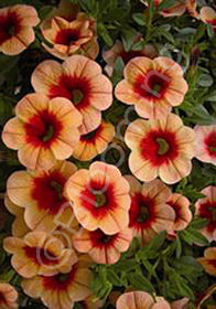 Calibrachoa MiniFamous 'Apricot Red Eye'