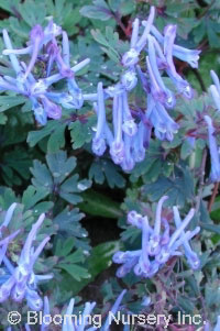 Corydalis flexuosa 'Purple Leaf'                  