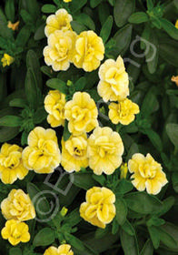 Calibrachoa 'MiniFamous Double Yellow'