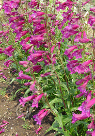 Penstemon  'Blackbird'