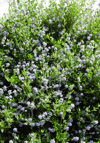 Ceanothus 'Victoria'