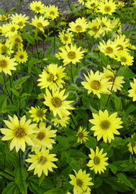 Helianthus x 'Lemon Queen'