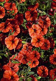 Calibrachoa MiniFamous� 'Tangerine'