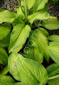 Hosta x 'Guacamole'