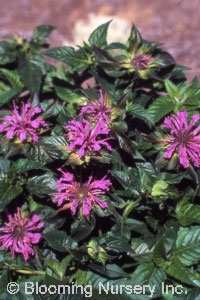 Monarda 'Claire Grace'                            