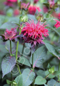 Monarda x 'Raspberry Wine'