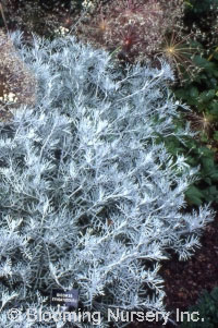 Senecio viravira