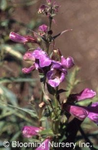 Penstemon 'Hopley's Variegated'                   