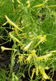 Penstemon pinifolius 'Mersea Yellow'