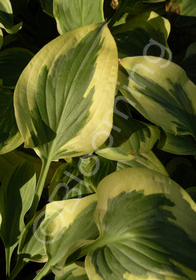 Hosta 'Pilgrim'