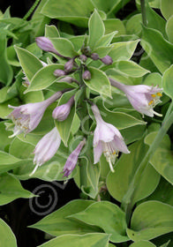 Hosta 'Radiant Edger'