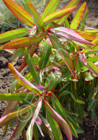 Euphorbia sikkimensis