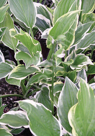 Hosta 'So Sweet'