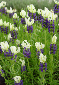 Lavandula stoechas 'Madrid Blue'