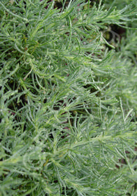 Santolina rosmarinifolia 'Morning Mist'