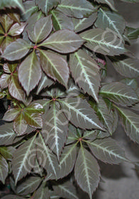 Parthenocissus henryana