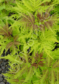 Sambucus racemosa 'Sutherland Gold'