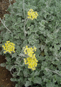 Tanacetum 'Beth Chatto'