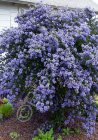 Ceanothus x 'Dark Star'