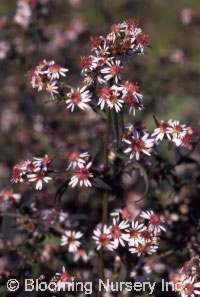 Aster lateriflorus 'Lady in Black'                