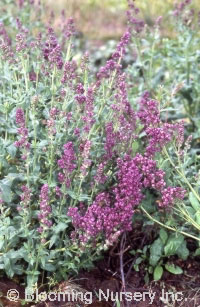 Salvia nemorosa 'Plumosa'