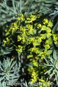 Euphorbia seguieriana ssp. niciciana