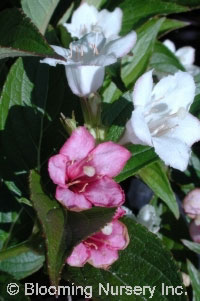 Weigela coraeensis                                