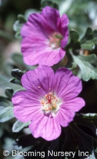 Geranium harveyi                                  