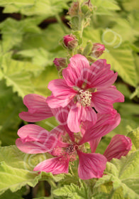 Lavatera oblia 'Aurea'