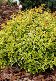 Abelia grandiflora 'Kaleidoscope'