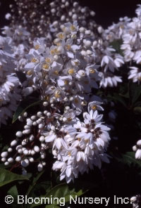 Deutzia glauca                                    