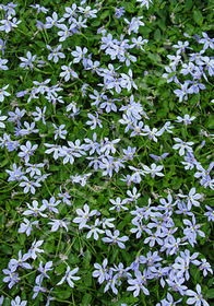 Pratia pedunculata 'County Park'