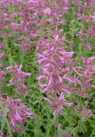 Agastache barberi 'Tutti Frutti'