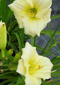 Hemerocallis 'Precious d'Oro'