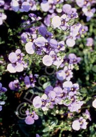 Diascia Piccadilly 'Denim Blue'