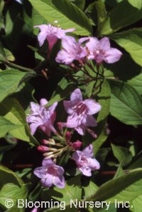 Weigela 'Looymansii Aurea'                        