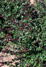 Lonicera nitida 'Red Tips'