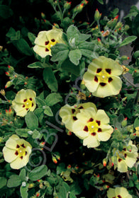 Halimiocistus wintonensis 'Merrist Wood Cream'