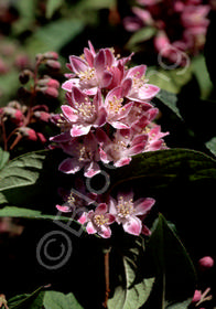 Deutzia 'Magicien'