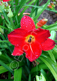 Hemerocallis 'Pardon Me'