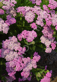 Achillea millefolium 'Oertel's Rose'