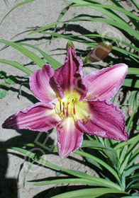 Hemerocallis 'Prairie Blue Eyes'