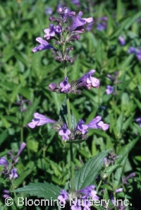 Nepeta yunnanensis                                