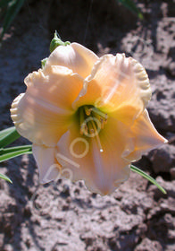 Hemerocallis 'Siloam Tiny Tears'