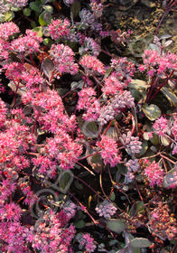 Sedum cauticola 'Bertram Anderson'