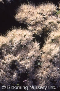 Sedum spectabile 'Iceberg'                        