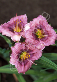 Hemerocallis 'Siloam Tiny Tim'