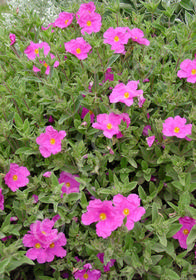 Cistus x pulverulentus 'Sunset'